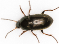 Amara plebeja
